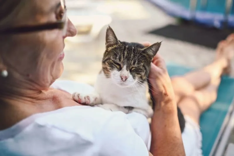 Aging Cats: When is a Cat Considered a Senior?
