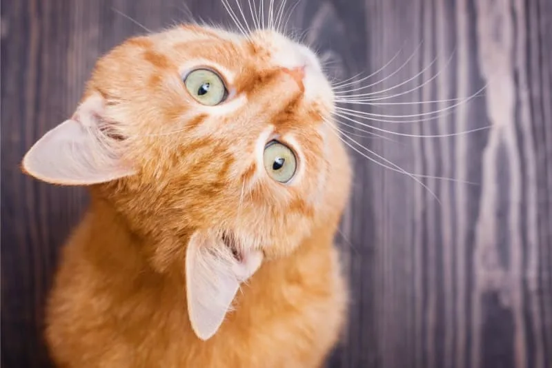 Why are my cat's ears warm?