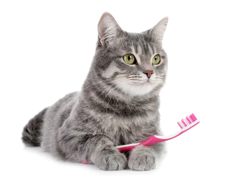 Dental Problems in Cats and How to Fix Them
