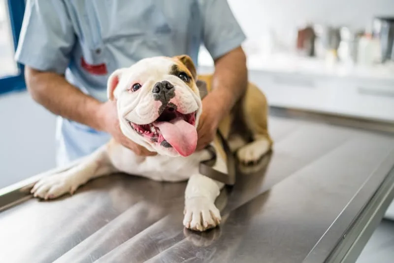 How Often Do You Take a Dog to the Vet?
