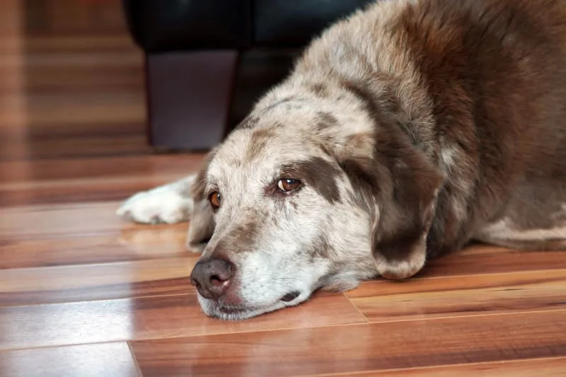 Cataract Surgery in Dogs