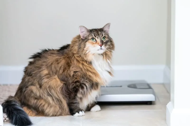 Is your cat overweight? Signs, Symptoms & What to Do