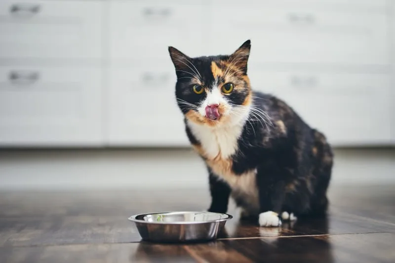 Help! Why won't my cat eat?