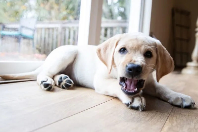 Kennel Cough in Dogs: Symptoms, Treatment & Prevention