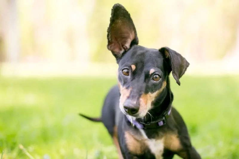 Ear Hematoma Surgery in Dogs