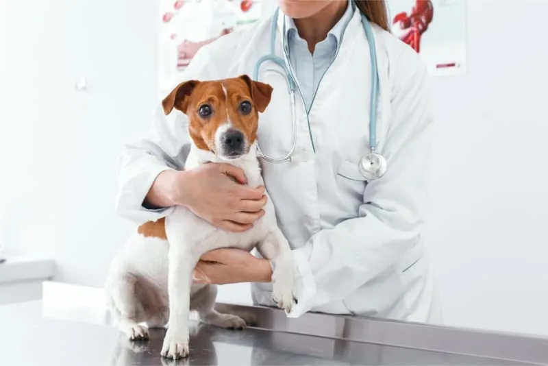 Why does my pet need a urinalysis?