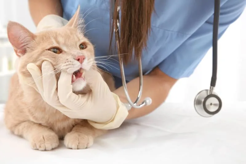 Dental Problems That Are Common In Cats