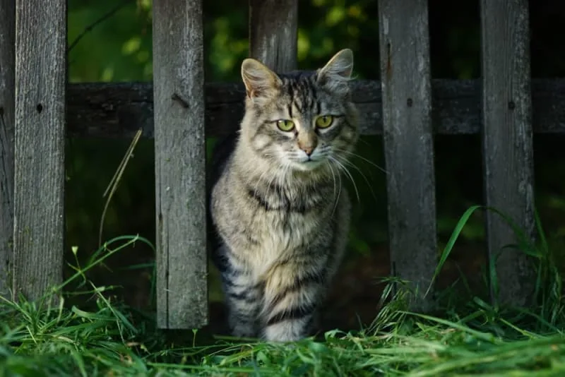 How long does spaying take?