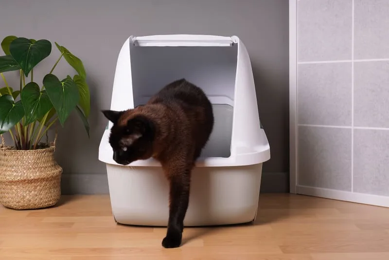 PU Surgery & Your Cat