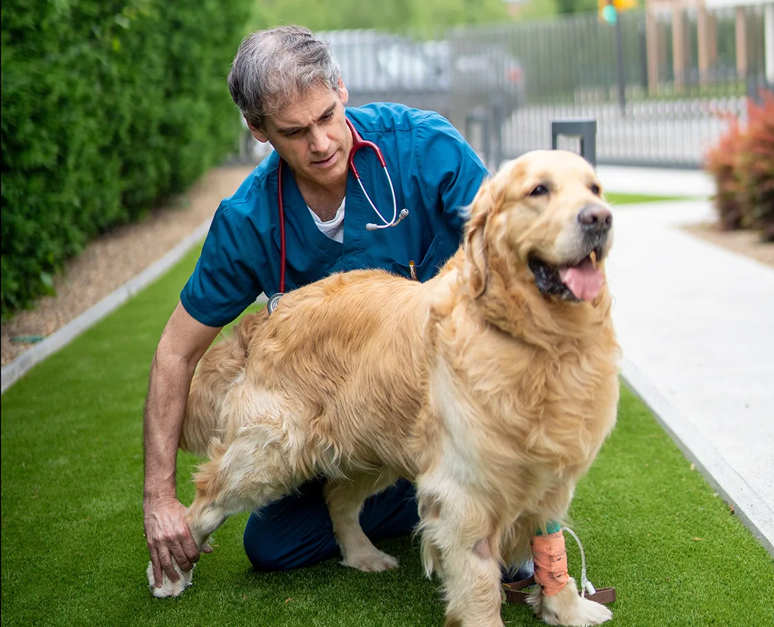 ortho - vet checking hind leg of golden retriever
