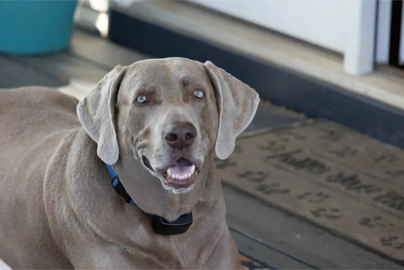 When Is a Dog Considered a Senior?