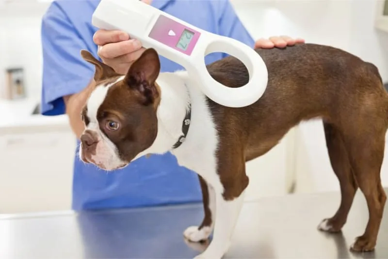 Should I Get My Dog Microchipped?