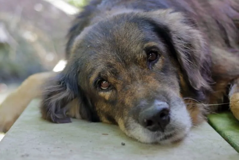 Aging Dog: How to Take Care of a Senior Dog