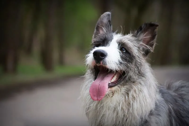 Rabies in Dogs