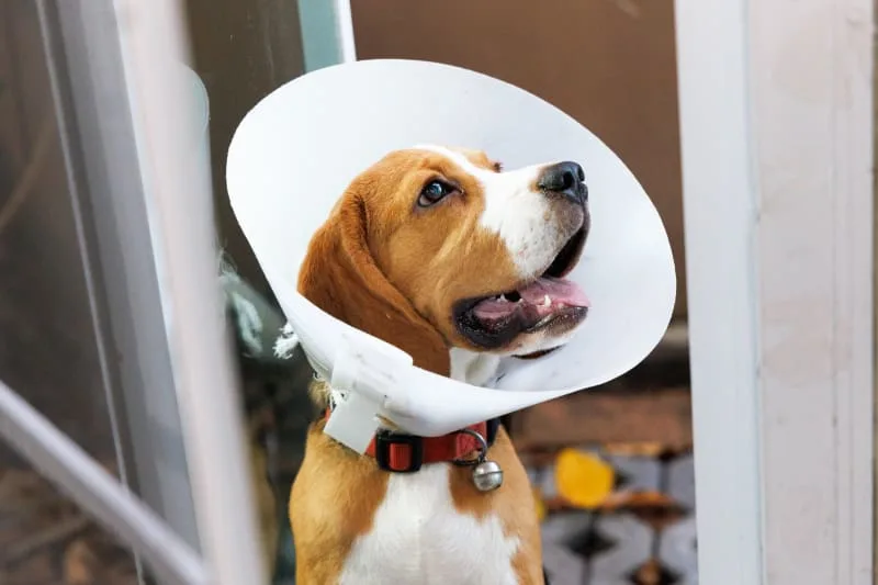 Learn About Getting Your Dog Fixed