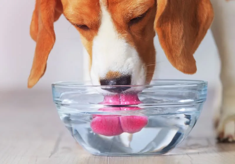 How Long Can a Dog Go Without Water?