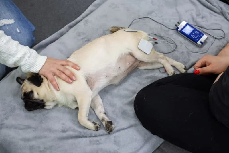 Osteoarthritis in Dogs: Causes, Symptoms & Treatment