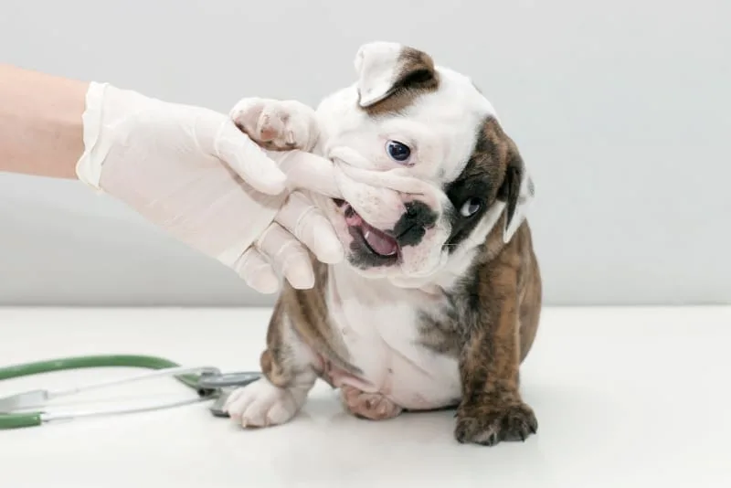 Puppy’s First Vet Visit: What to Expect