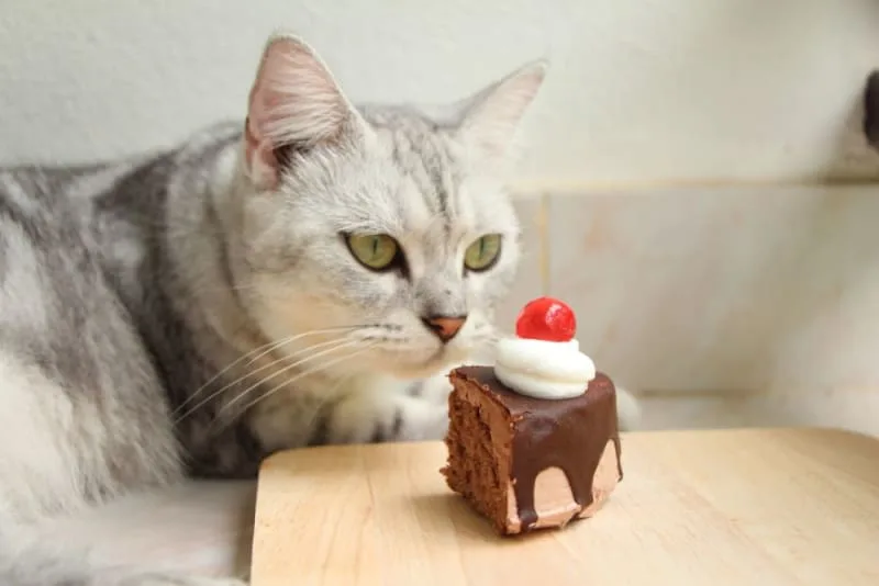 Can Cats Eat Chocolate?