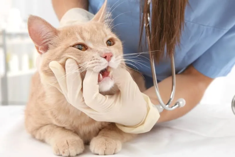Common Cat Dental Problems