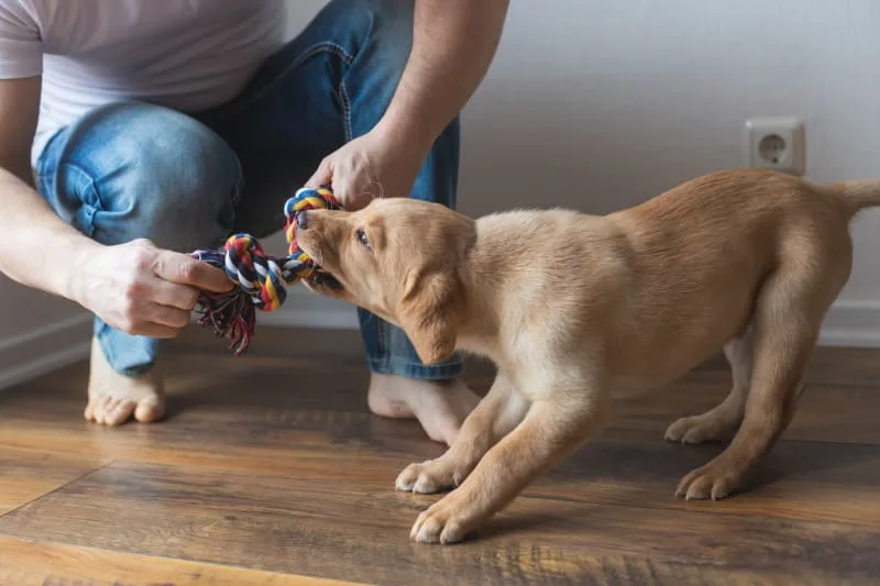 Teething Puppies: Tips & Tricks