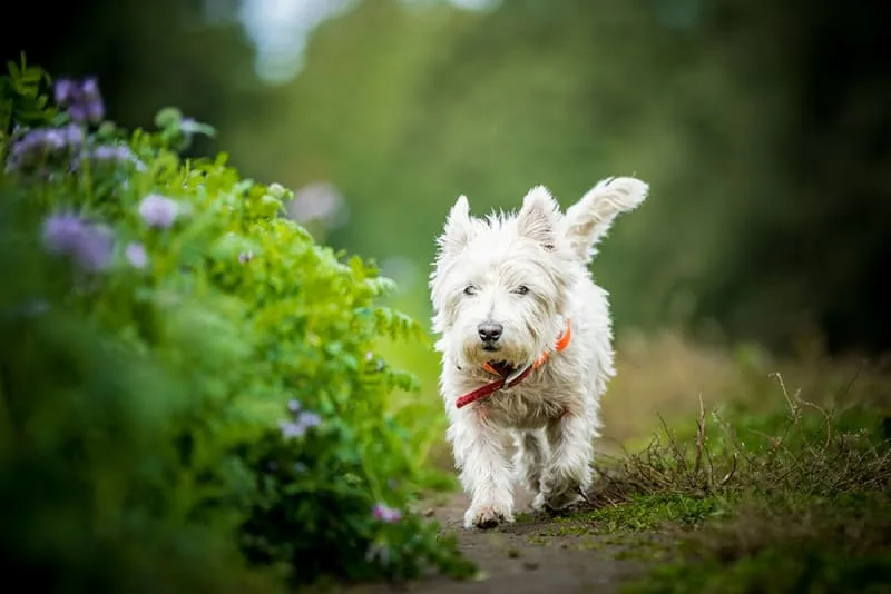 Senior Dog Care Tips & Advice