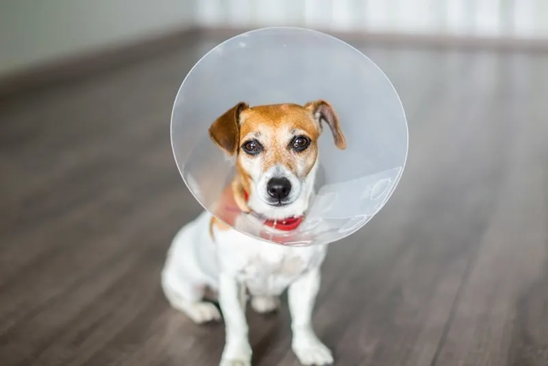 Tips On Caring For Your Dog After Surgery