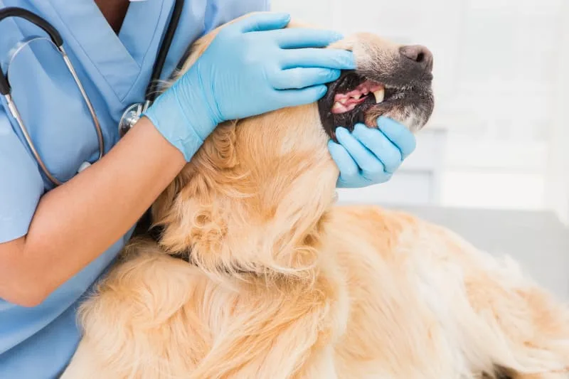 Dog Tooth Extractions