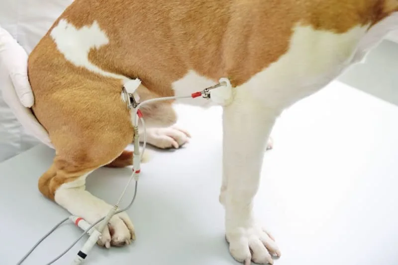 ECG for Pets: When it's Needed?