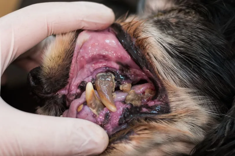 Periodontal Disease in Dogs