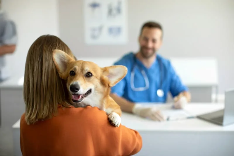 What to Expect During Your Pet's Wellness Exam