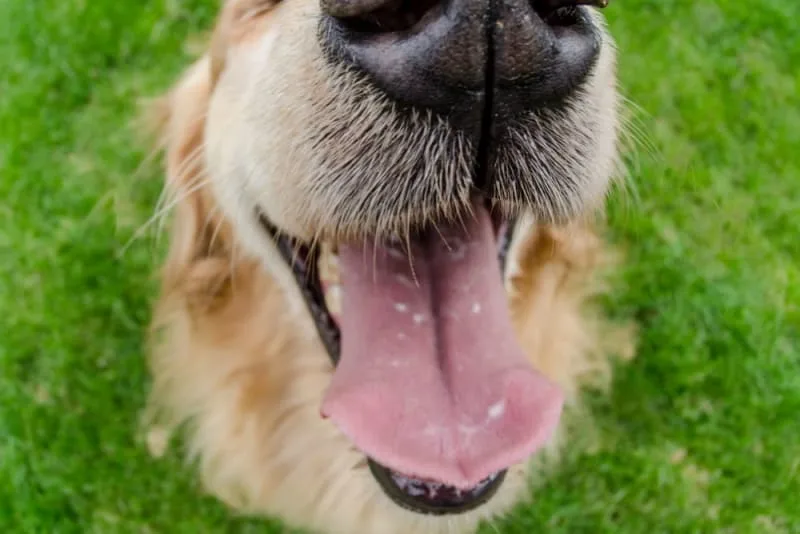 Is a Dog’s Mouth Cleaner Than a Human’s Mouth?