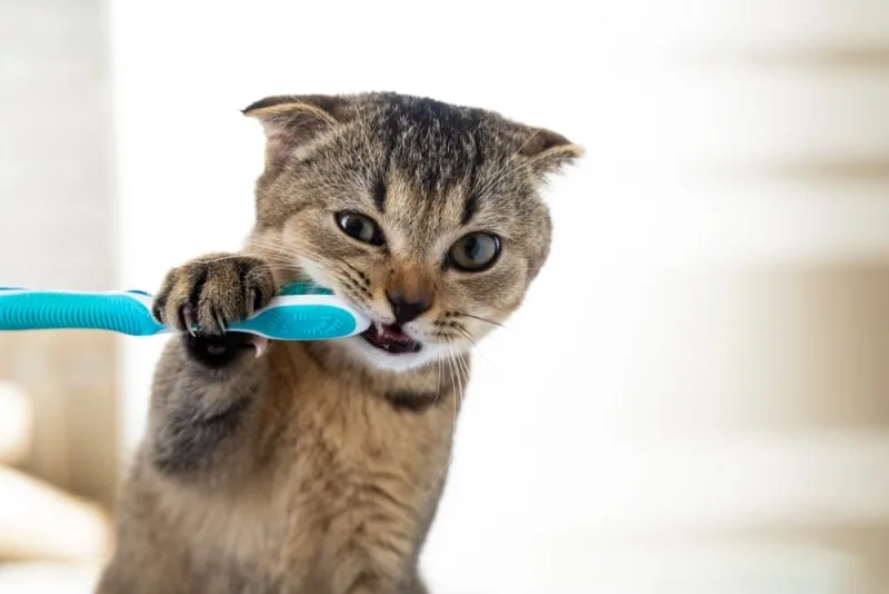 Cat Teeth Cleaning: How to Clean a Cat's Teeth