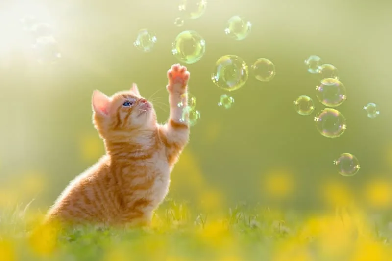 How to Take Care of a Kitten