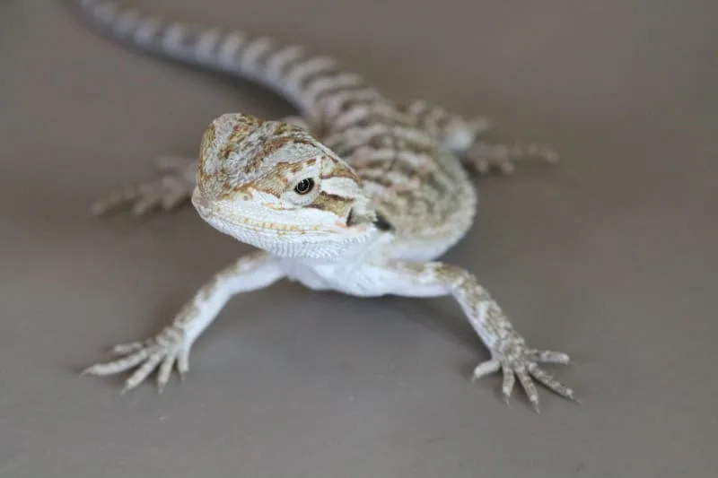 Tips About Bearded Dragon Care
