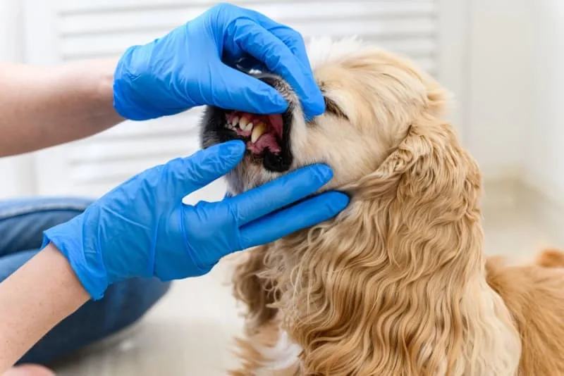 Periodontal Disease in Dogs - How to Stop & Prevent Periodontal Disease in Dogs