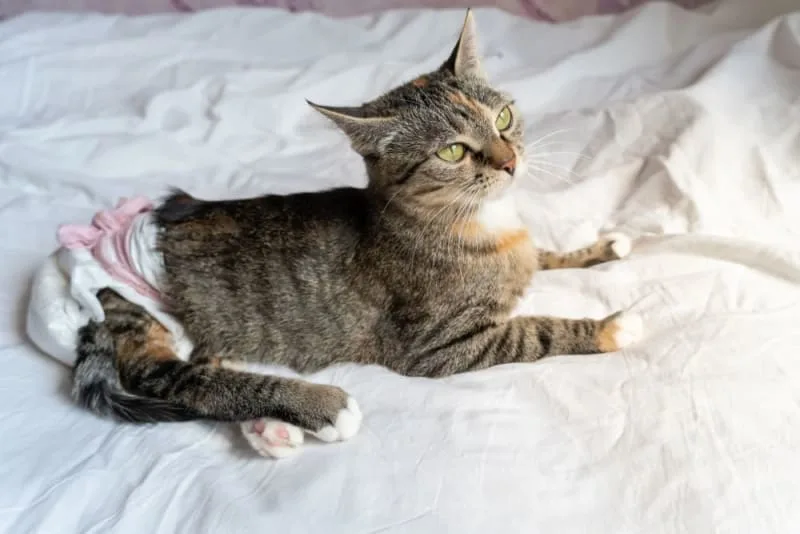 Cat Paralysis