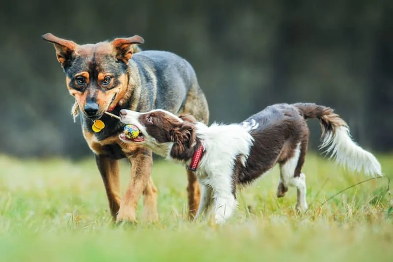 Is it Better to Have Two Dogs?