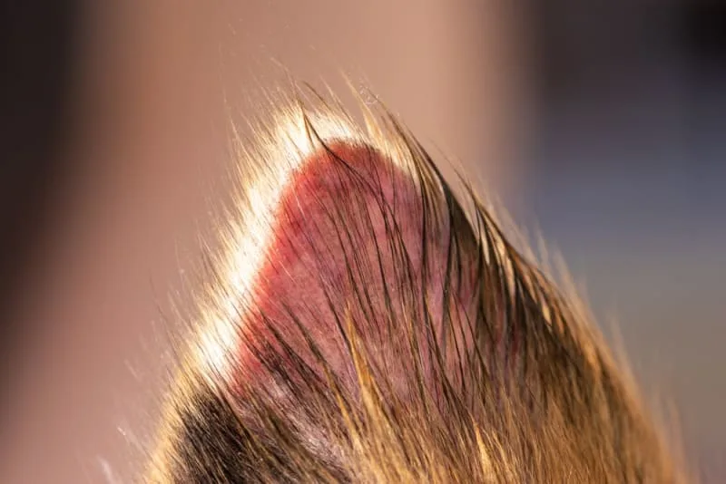 Dog Ringworm: What Does Ringworm Look Like on a Dog?