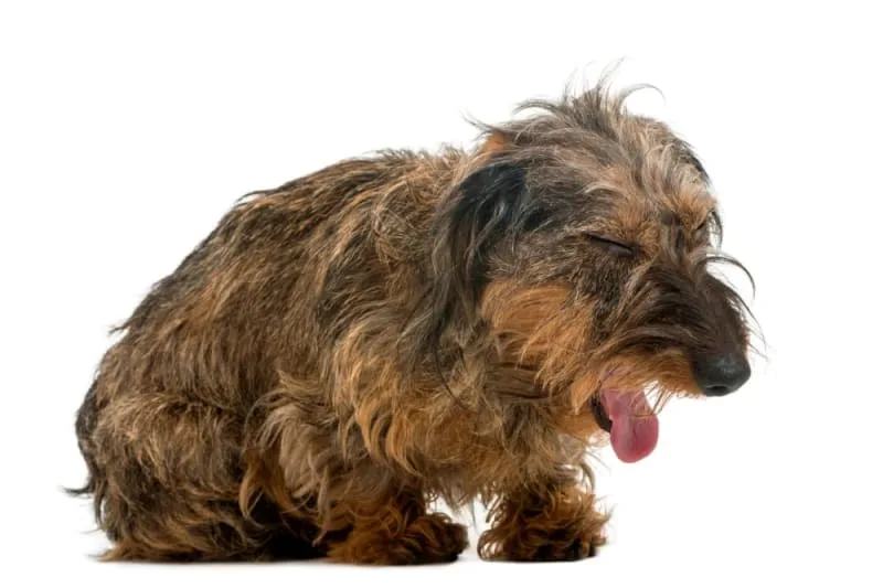 Signs Your Pet is Choking & What To Do