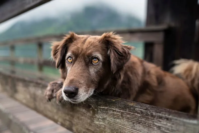 How to Take Care of a Senior Dog: Tips & Advice