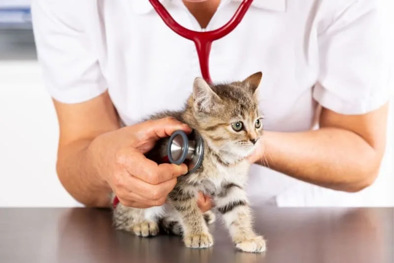 Should I get my indoor cat vaccinated? Why & When To Do It