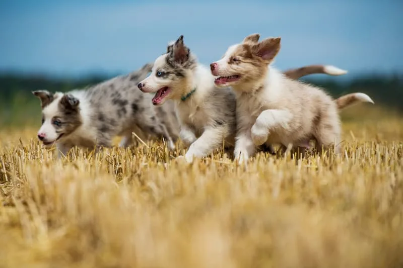 What is the DHPP vaccine for dogs?