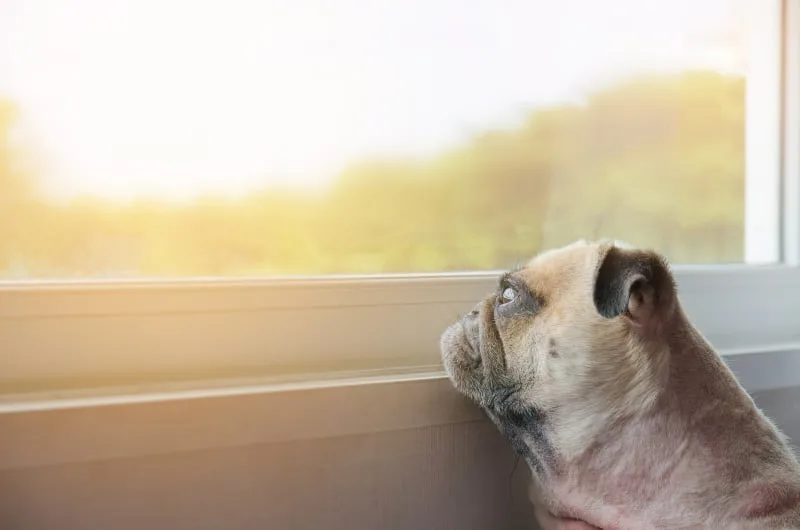 Dog Depression & Anxiety: How To Help