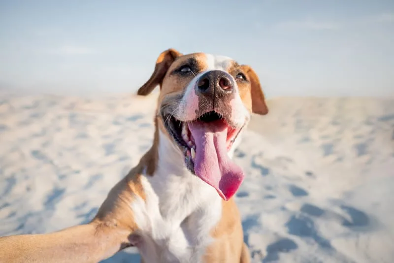 Do dogs smile?