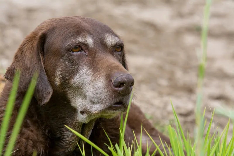 Osteoarthritis & Your Dog