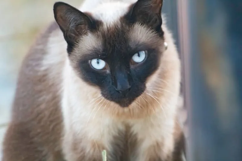 What is hyperthyroidism in cats?