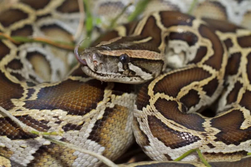 Should I Get a Burmese Python as a Pet?
