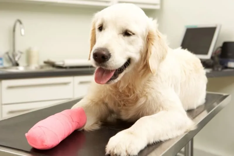 CCL Surgery in Dogs: Diagnosis & Treatment
