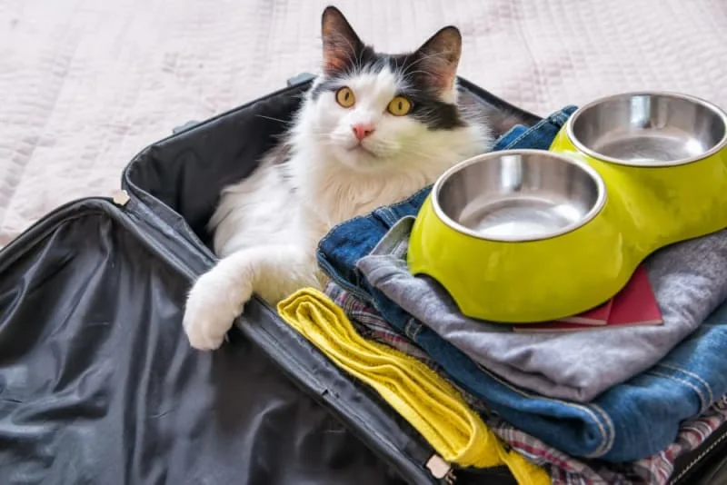 How to Travel With a Cat: Tips for a low-stress trip